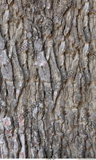 wood tree bark 0004